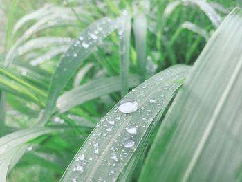 Close-up of wet plant leaves during rainy season