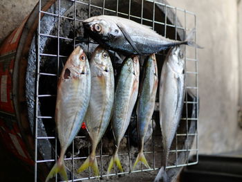 High angle view of fish for sale