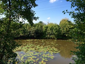 Reflection of trees in lake