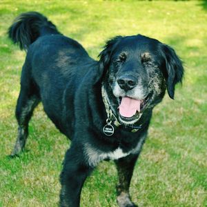 Dog sticking out tongue on grassy field