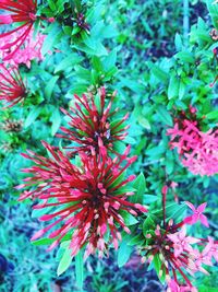 Close-up of flowers growing on plant