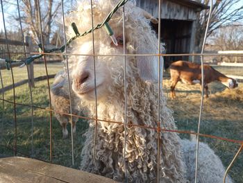 Close up of llama standing at fence