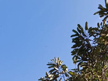 Low angle view of bird flying against clear blue sky