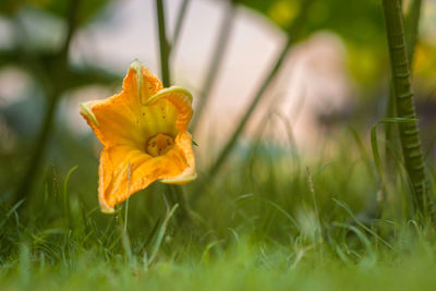 Close-up of yellow crocus flower on field