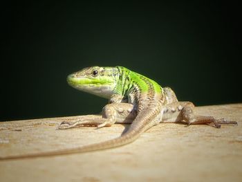 Close-up of lizard on wood