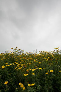 Yellow flowering plants on field against sky