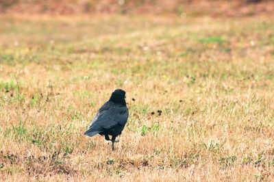 Crow on a field
