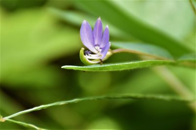 Close-up of purple flower