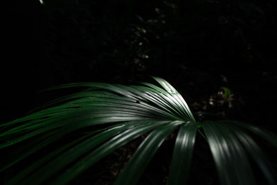 Close-up of green plant at night