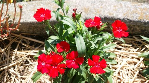 Close-up of red flowers blooming outdoors