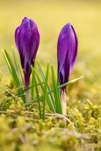 Close-up of purple crocus flowers on field