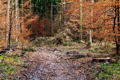 Trees growing in forest during autumn