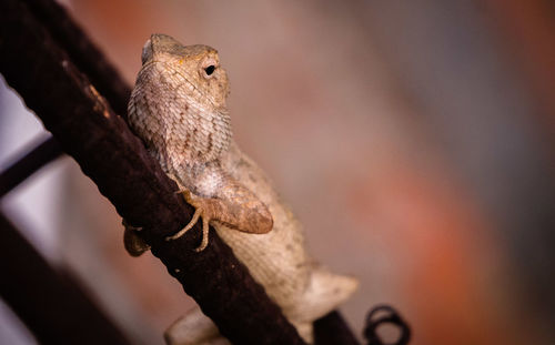 Close-up of squirrel