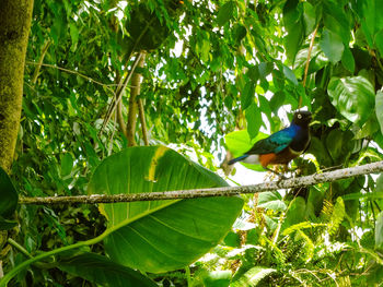 Low angle view of bird perching on tree