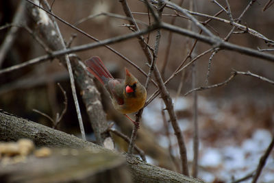 Close-up of bird perching on branch