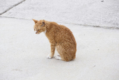 High angle view of brown cat