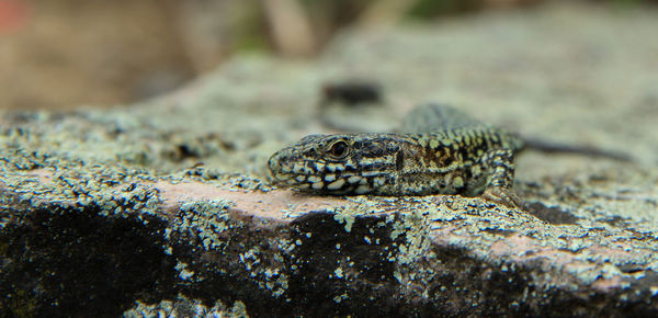 Close-up of lizard on rock