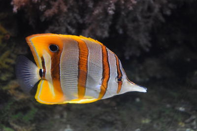 Close-up of fish in sea