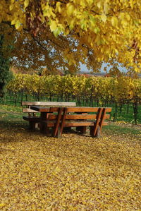 Empty bench in park