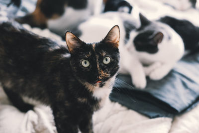 Close-up portrait of black cat at home