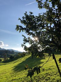 View of a tree on field