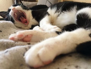 Cat sleeping on tiled floor