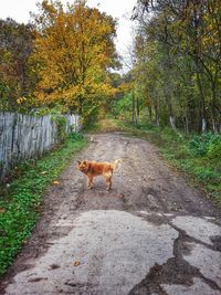 Dog in park during autumn