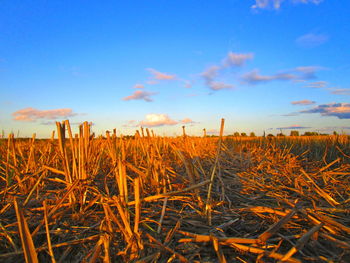 Close-up of stalks in field against blue sky