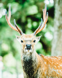Close-up portrait of deer