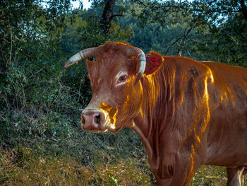 Cow in a field