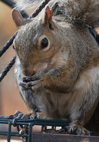 Close-up of squirrel