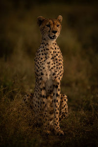 View of cheetah siting on field