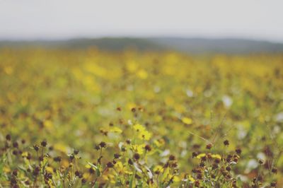 Close-up of yellow flowers growing in field