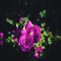 Close-up of pink flowers