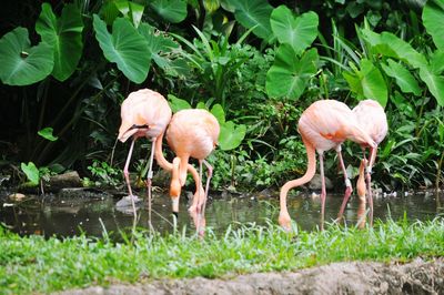 Flamingoes in pond by plants