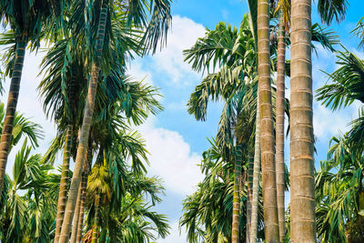 Low angle view of palm trees against sky