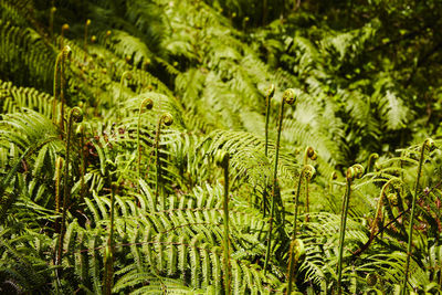 Close-up of fern in forest