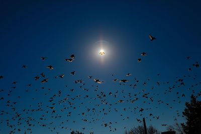 Low angle view of birds flying against clear sky