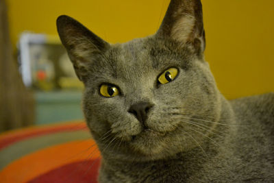 Close-up portrait of a cat