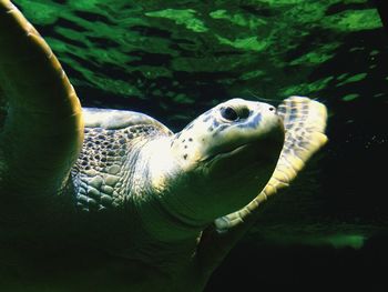 Close-up of turtle in water