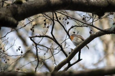 Bird perching on bare tree