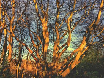 Low angle view of bare trees in forest