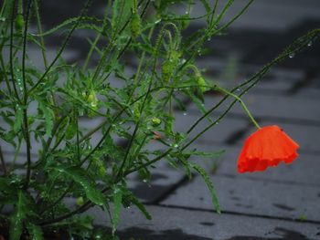 Close-up of red flowering plant