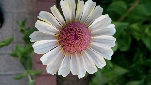 Close-up of pink flower blooming outdoors