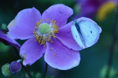 Close-up of insect on flower