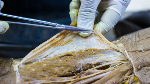 Close-up of hand holding fish at market