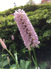 Close-up of pink flowers