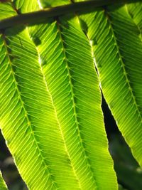 Close-up of fresh green plant