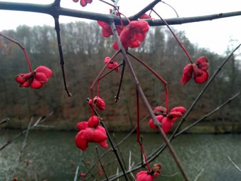 Close-up of red flowers on plant