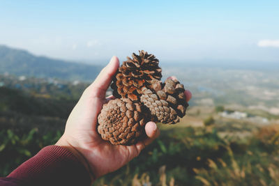 Cropped hand of person holding pine cones against landscape